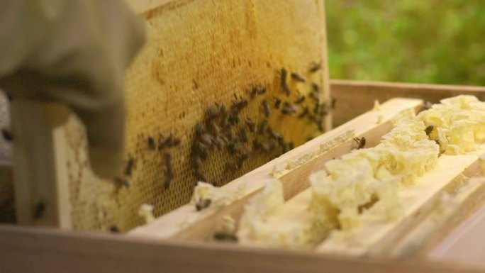 养蜂人 蜜蜂  蜂房 拿起