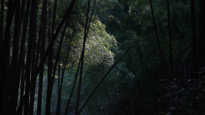 唯美竹林竹园竹子竹叶毛竹阳光光影安静国风