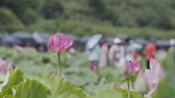 荷池荷花