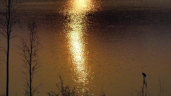 唯美的夕阳下湖光波光粼粼小鸟