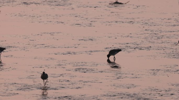 深圳湾的黑尾塍鹬