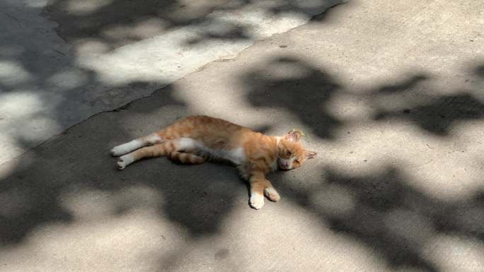 晒太阳的猫修行的猫哺乳动物可爱猫晒太阳