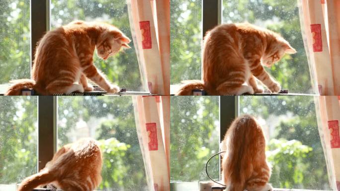 可爱的小橘猫在窗边的阳光下玩耍