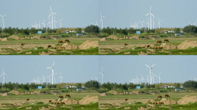 盐城野鹿荡鹿群和风力发电机
