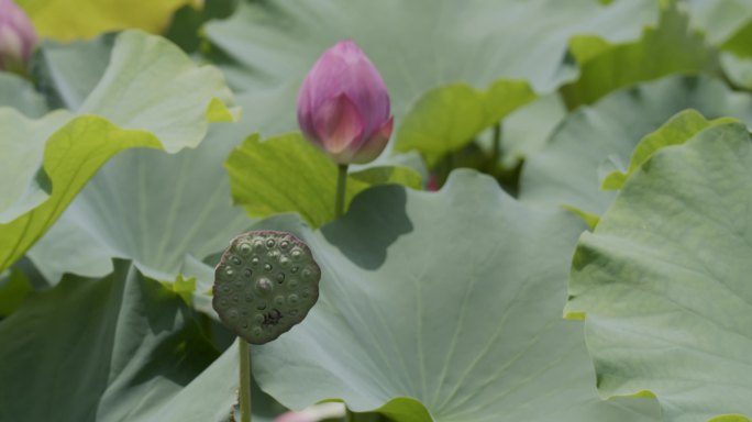 荷池荷花