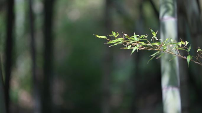 竹林竹子毛竹竹叶毛竹山阳光光影唯美中国风