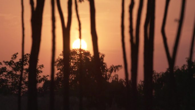 山西运城 农村 树林 夕阳西下 延时