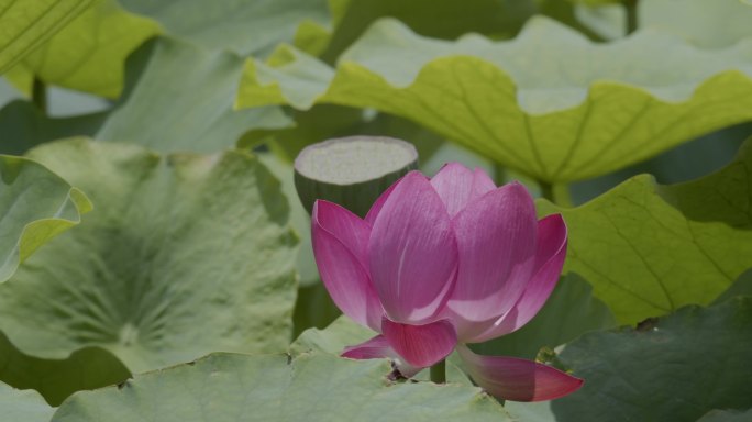 荷池荷花