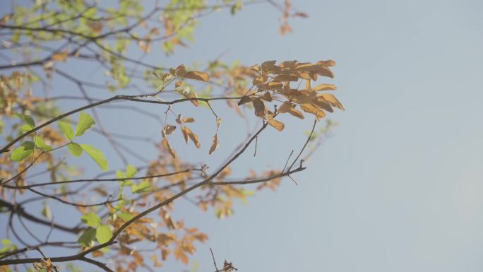 秋天午后树叶空镜头
