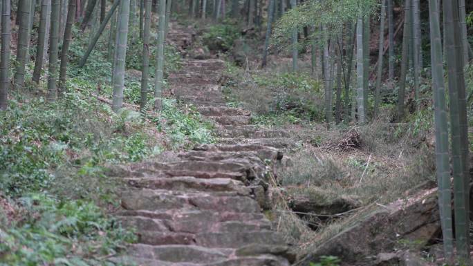 竹山竹林竹海毛竹石阶古道小路安静唯美国风