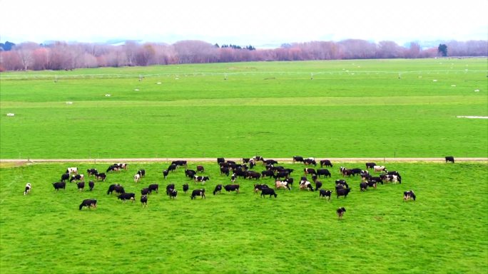 新西兰牧场 奶牛群 推 大全 航拍