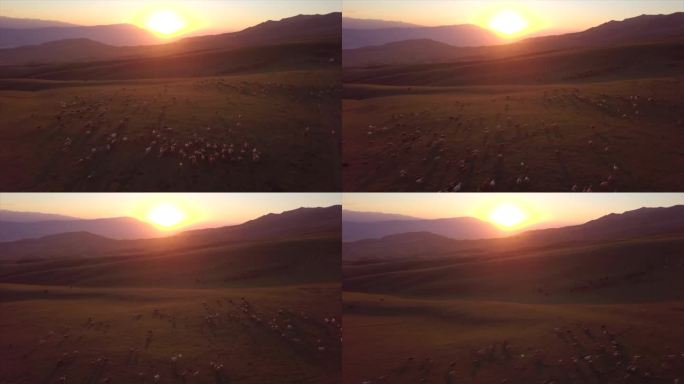 新疆伊犁牧场 日出大山中的牛群