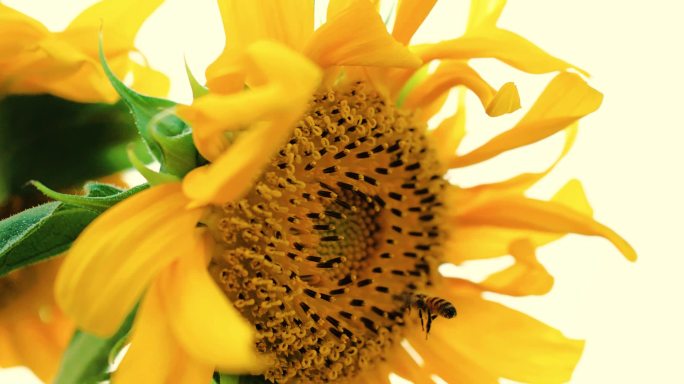 蜜蜂飞舞采蜜向日葵