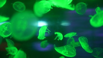 4k透明水母游动视频素材