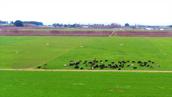 新西兰牧场 奶牛群 大全景 航拍 转