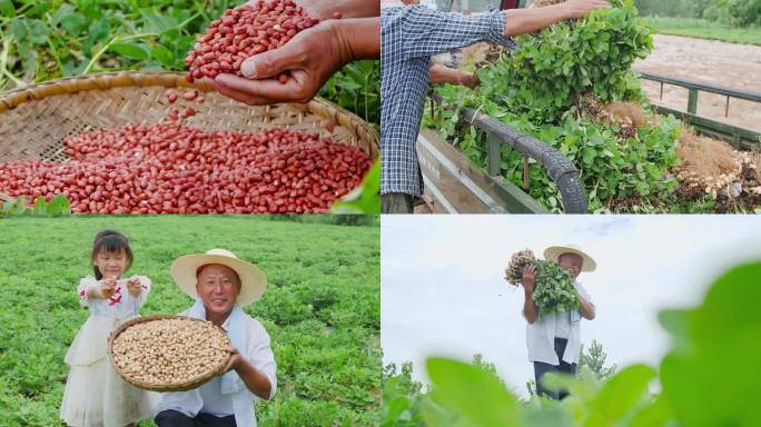 花生种植