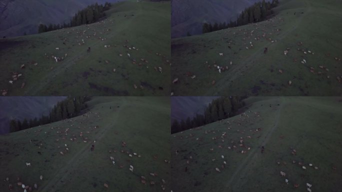 新疆牧场 牧羊人骑马从羊群中穿过
