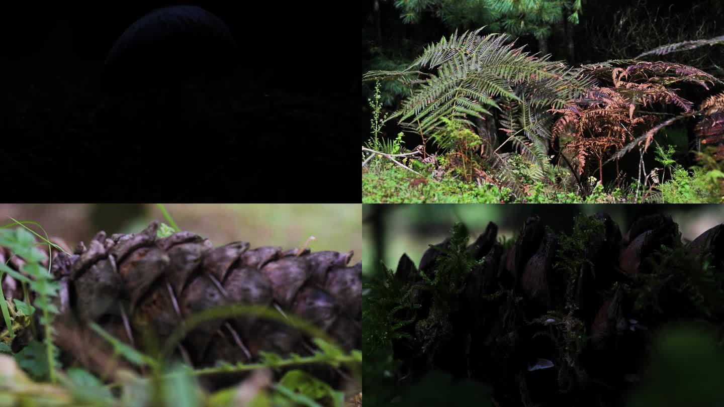 【4K】微距拍摄森林中的植物蘑菇松果植物