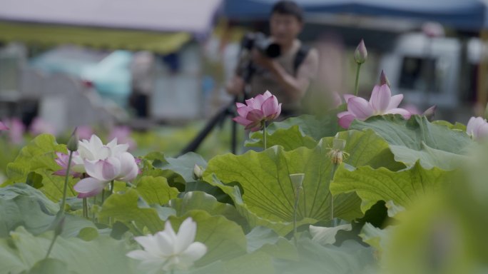 荷池荷花