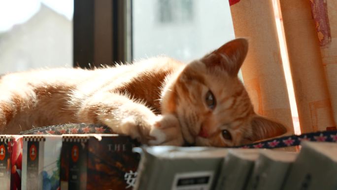 橘猫咋书房的书架上玩耍