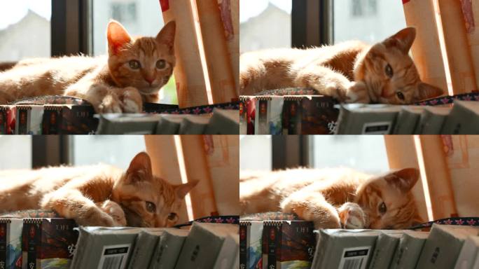 橘猫咋书房的书架上玩耍