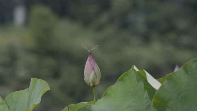 荷池荷花