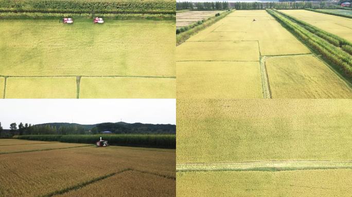 4K 收割机 收割水稻 航拍水稻