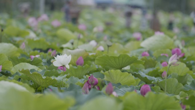 荷池荷花