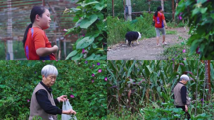 田园生活 牵牛花 蝴蝶 摘菜 遛狗