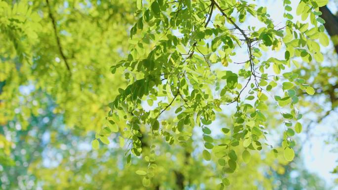自然空境夏季自然风景树木逆光唯美春色
