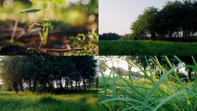 日系草地风格