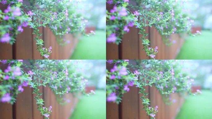 【4k60帧】清新唯美紫色小花