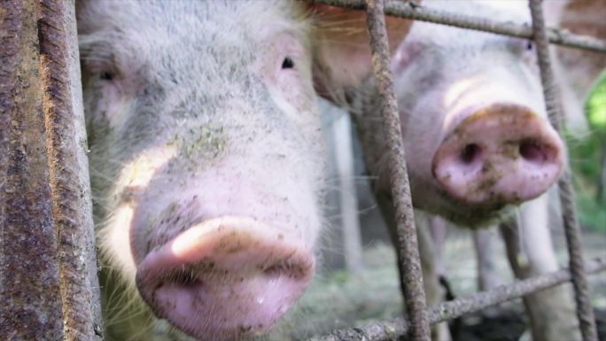 三只猪圈养种猪整猪价格检疫疾病