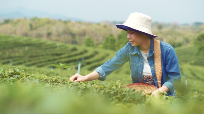 亚洲女人早上采茶茶园茶叶种植苯多酚饮料绿