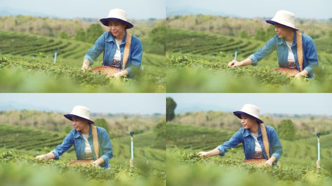 亚洲女人早上采茶茶园茶叶种植苯多酚饮料绿
