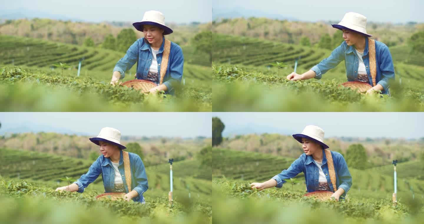 亚洲女人早上采茶茶园茶叶种植苯多酚饮料绿