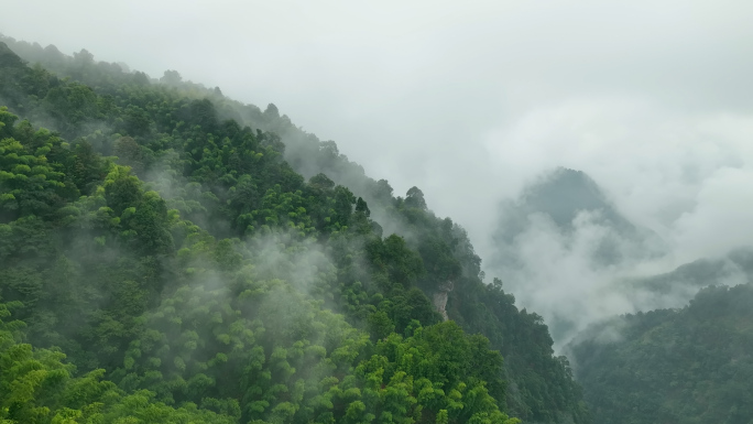 森林树木大自然山水风景