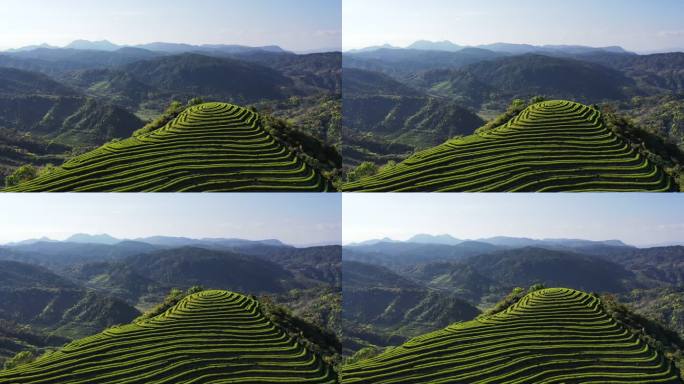 春天美丽的山茶园大地指纹图案高山茶叶