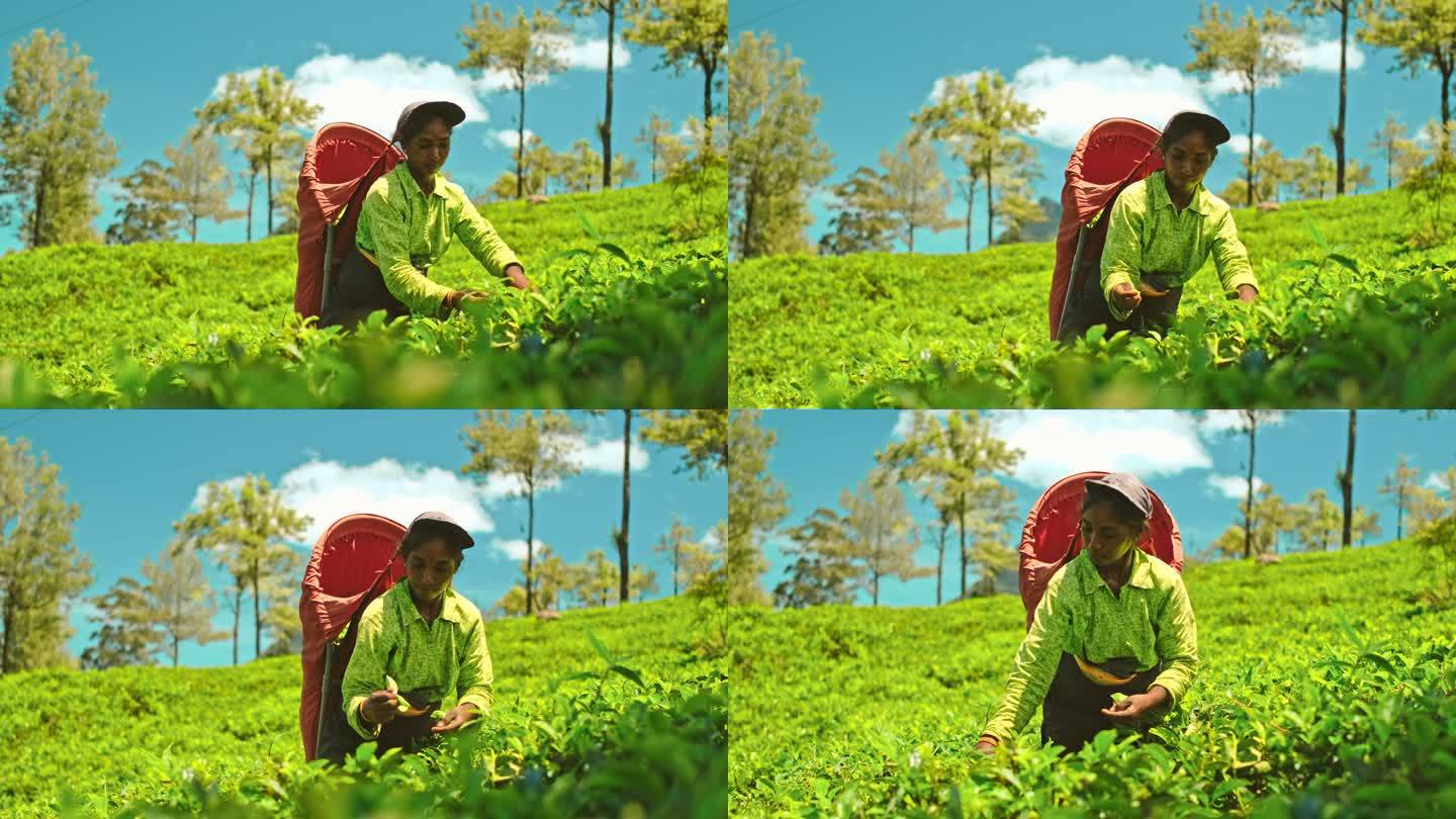 在斯里兰卡茶园工作的当地妇女