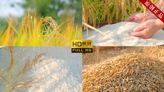 【原创拍摄可商用】大米水稻农业米稻谷视频