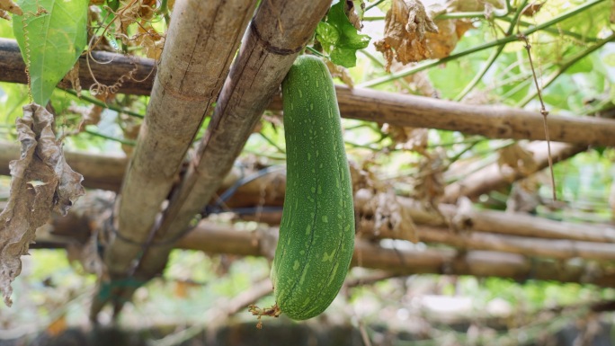 丝瓜种植丝瓜棚