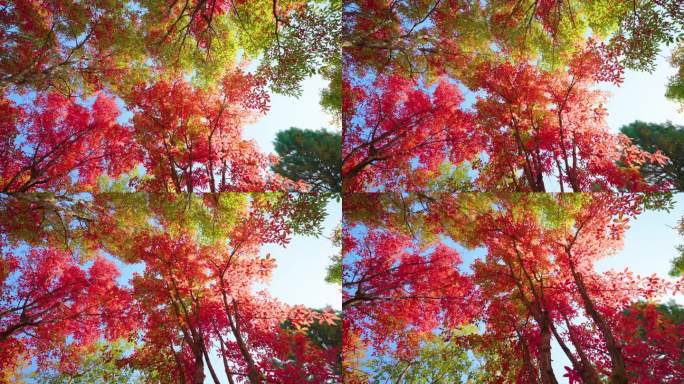 4K仰望唯美秋天红叶美丽的秋天