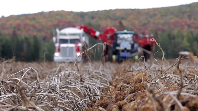 拖拉机、卡车和农业机械在秋季收获新鲜土豆的特写