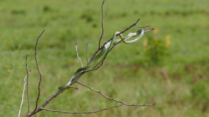 树上的金树蛇趴在树枝上的蛇蛇