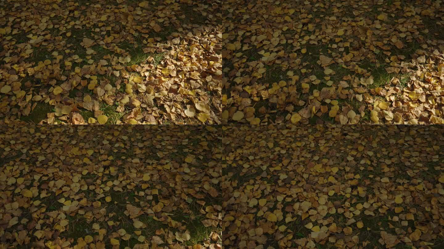 4k秋天地上的落叶