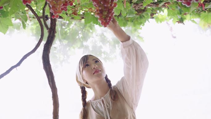 SLO MO：美丽的女人在温室里仰望红色葡萄藤，在参观葡萄园时享受着采摘和食用的乐趣。