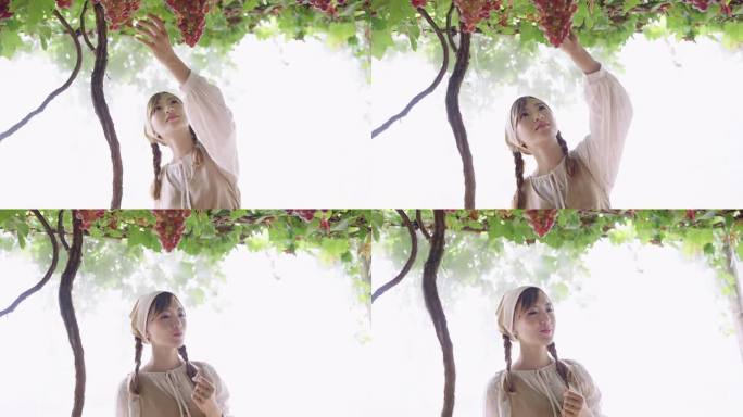 SLO MO：美丽的女人在温室里仰望红色葡萄藤，在参观葡萄园时享受着采摘和食用的乐趣。