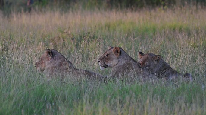 三只母狮躺在草地上休息，夕阳的余晖洒落在尸体上