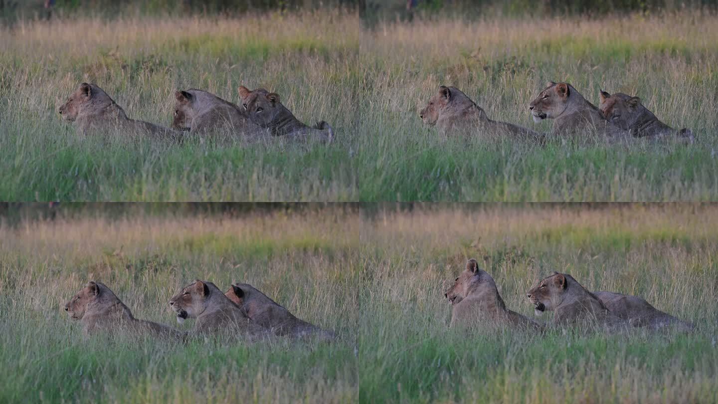 三只母狮躺在草地上休息，夕阳的余晖洒落在尸体上