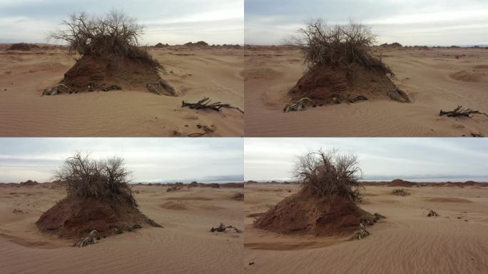 干枯的灌木沙漠化 恶略的生存环境